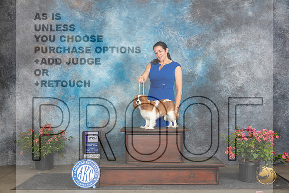 Cavalier King Charles Spaniel #14 Fri WB Judge Polly (Mrs Robert) D Smith__JP_4333_San Antonio_2024_HR3