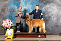 Leonberger #5 THUR BOW BOB Major Judge Luis Sosa