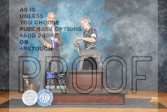 Italian Greyhound #11 Sat WDBOWM Judge Dale Martensen__JP_7957_MARSHALL_2024_HR3