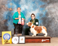 Welsh Springer Spaniel #21 Fri BOSSweeps Judge Sandy Lear