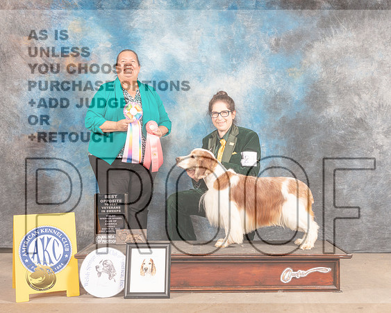 Welsh Springer Spaniel #21 Fri BOSSweeps Judge Sandy Lear-MMJ_7728-FW2022-HR3