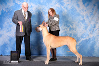 Great dane #10 Fri BOB +A1