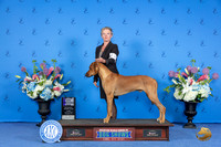 Rhodesian Ridgeback #21 SUN WD M Judge Jamie Hubbard