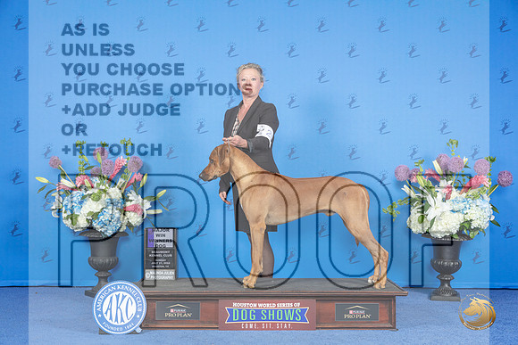 Rhodesian Ridgeback #21 SUN WD M Judge Jamie Hubbard__JP_0109_Houston_2024_HR3