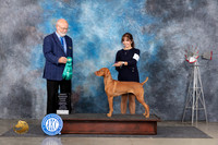 Vizsla #6 Thurs OHG3 Judge Gary Andersen
