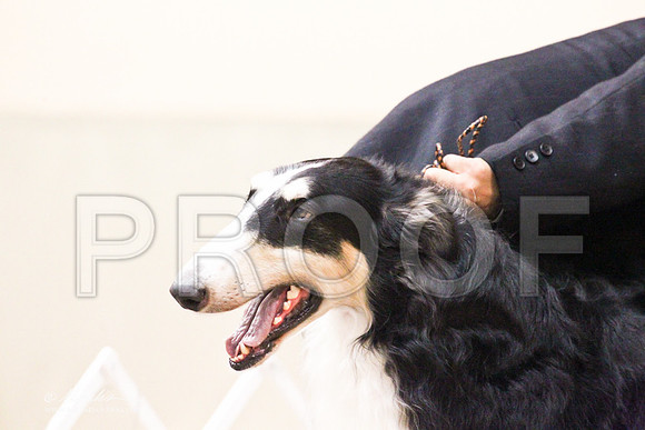 Borzoi-9549LR