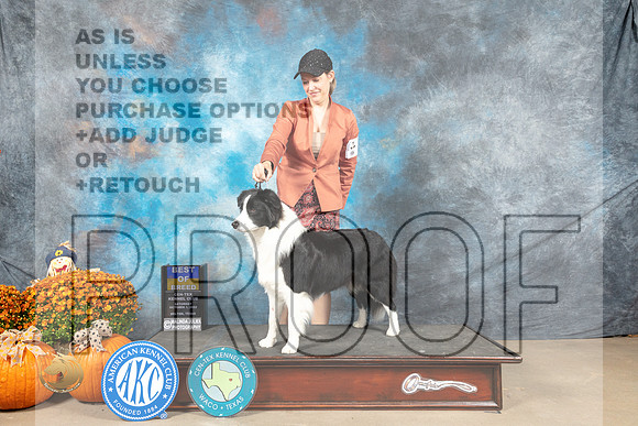 Border Collie #11 Sat BOB Judge Shelley Hennessey_MJ_6117_Belton_2022_HR3