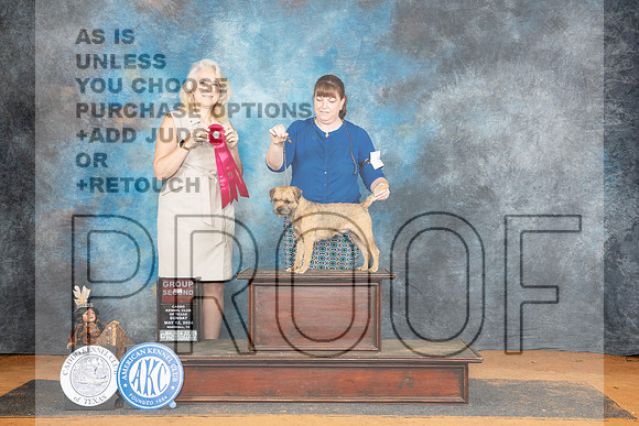 Border Terrier #5 Sun G2 Judge Pamela Wilson__JP_8895_MARSHALL_2024_HR3