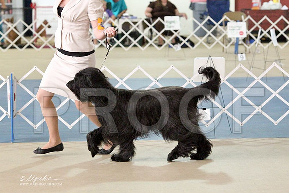 Briard-2708LR