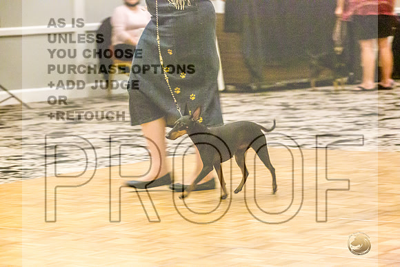 Manchester Terrier MTOY Candids-JJL_2082-Hstn2022_HR3