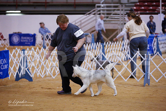 husky-3303-GRJan14-HR