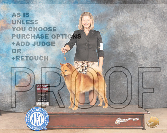 Finnish Spitz #5 Fri G2 Judge Thomas Starfield-MMJ_3424-Addison2022-HR3