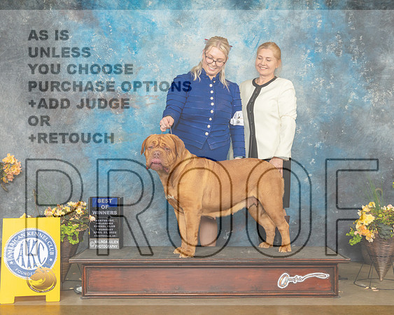Dog de Bordeaux #18 Thur WBBOW Judge John Wade-MMJ_8791-NWARK2022-HR3