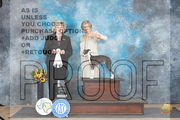 Italian Greyhound #11 Sat OHG4 Judge Vicki Abbott__JP_9945_Abilene_2024_HR3