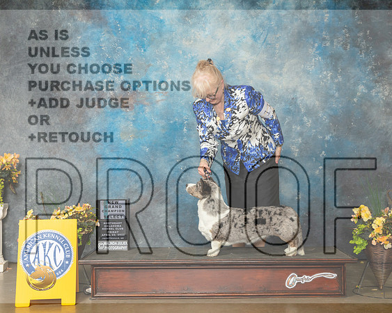 Cardigan Welsh Corgi #10 Fri SB Judge John Wade-MMJ_9733-NWARK2022-HR3