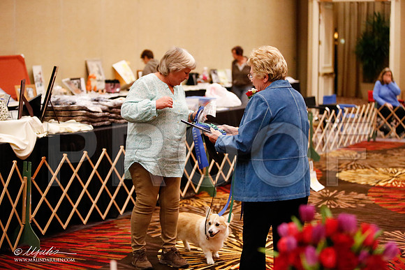 _JJ_7560-HstnCorgiFeb2015-HR3