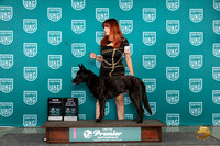Dutch Shepherd #? Sun CH BOW Judge Carianna Glenn