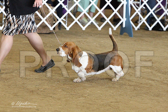 HoundGrp-4673