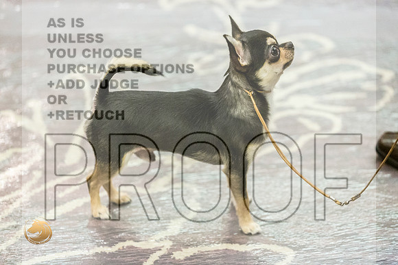 Chihuahua Smooth Coat #7 Fri2JJL_4081_HstnTOY_2022_HR3