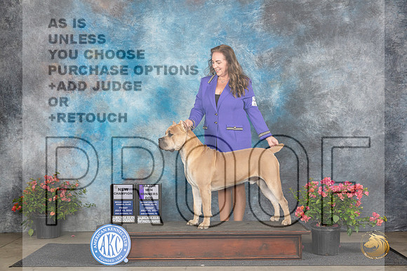 Cane Corso #5 Fri WDMCH Judge Wendy G Willhauck__JP_3952_San Antonio_2024_HR3