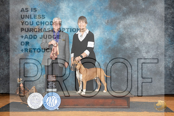 American Staffordshire Bull Terrier #5 Sat PG2 Judge Robert Stein__JP_7772_MARSHALL_2024_HR3