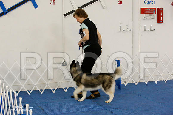 _M3_7725-AddisonHuskyMar2015-HR3