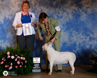 Bull Terrier White #8 Fri BOV