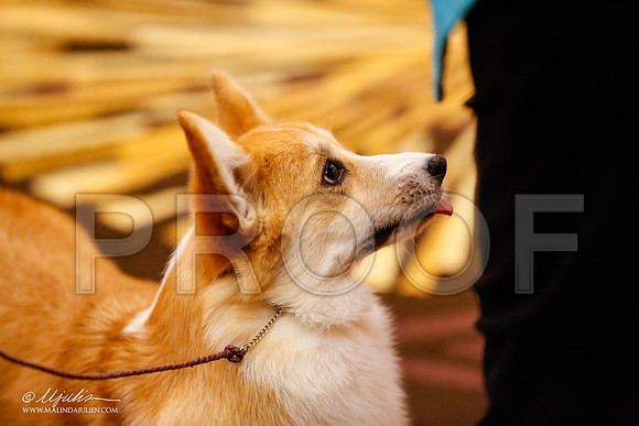 _JJ_0115-HstnCorgiFeb2015-HR3