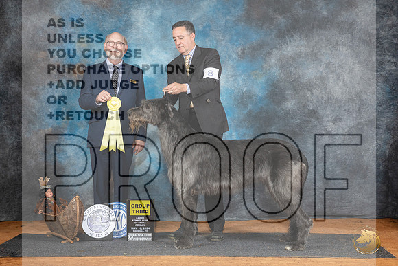 Irish Wolfhounnd #8 Fri G3 Judge Tim Robbins__JP_7365_MARSHALL_2024_HR3