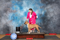 American Staffordshire Terrier #6 Sun OHG3 Judge Anne Catterson