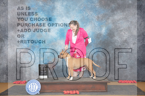American Staffordshire Terrier #6 Sun OHG3 Judge Anne Catterson__JP_0870_Sulphur Springs_2024_HR3