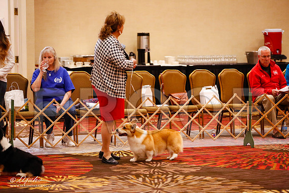 _JJ_1005-HstnCorgiFeb2015-HR3