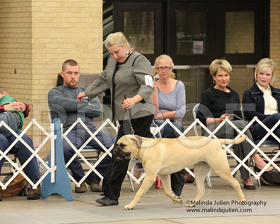 9-12PupSweeps-8810