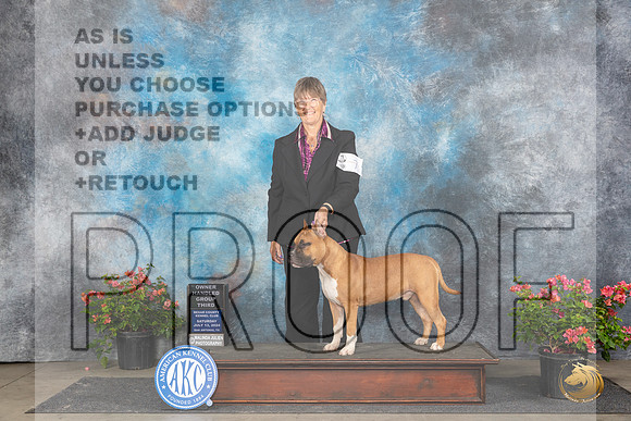 American Staffordshire Terrier #7 Sat OHG3 Judge Elizabeth ‘Beth’ Sweigart__JP_5408_San Antonio_2024_HR3