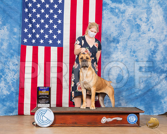 Cane Corso #6 Fri BOB Judge Falconer__SR_2951_Bellville2020_HR3