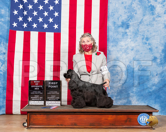 Cocker Spaniel Black #6 Fri BOS 1stPoint Judge Falconer__SR_2831_Bellville2020_HR3