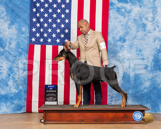Doberman Pinscher #15 Fri BOW Judge Falconer__SR_2825_Bellville2020_HR3