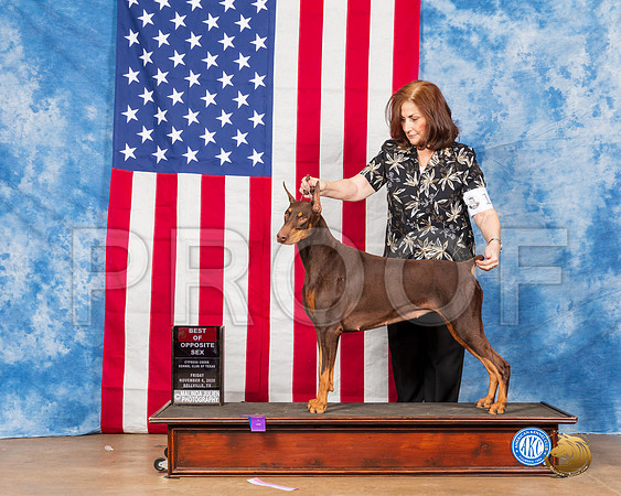 Doberman Pinscher #16 Fri BOS Judge Falconer__SR_2821_Bellville2020_HR3
