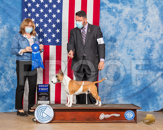 Miniature Bull Terrier #5 Fri G1 Judge Grace Fritz__SR_2995_Bellville2020_HR3