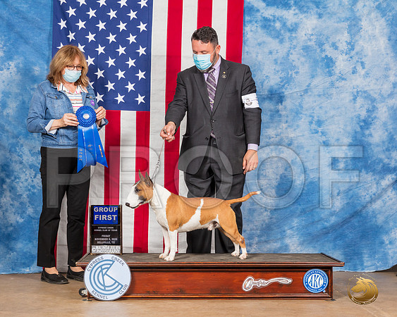Miniature Bull Terrier #5 Fri G1 Judge Grace Fritz__SR_2999_Bellville2020_HR3
