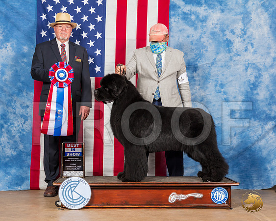 Newfoundland #5 Fri BIS Judge RC Williams__SR_3044_Bellville2020_HR3