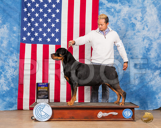 Rottweiler #11 Fri BOB Judge Falconer__SR_2982_Bellville2020_HR3