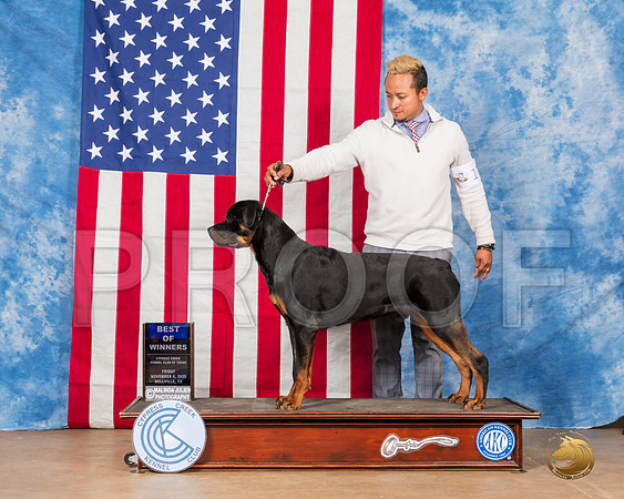 Rottweiler #17 Fri BOW Judge Falconer__SR_2987_Bellville2020_HR3