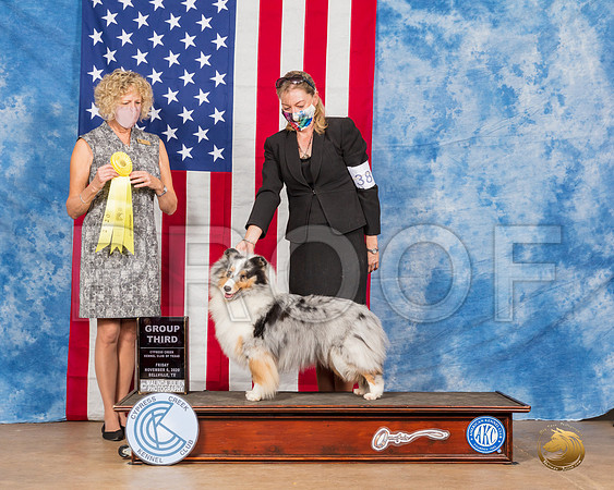 Shetland Sheepdog #38 Fri G3 Judge Amy Gau__SR_2970_Bellville2020_HR3