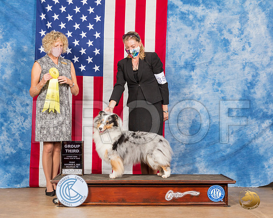 Shetland Sheepdog #38 Fri G3 Judge Amy Gau__SR_2971_Bellville2020_HR3