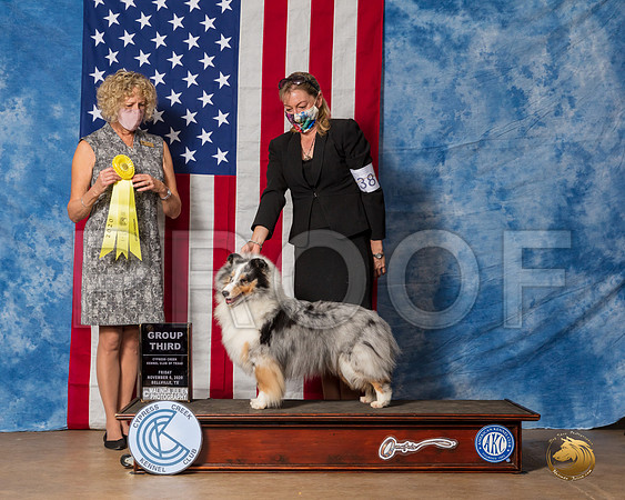 Shetland Sheepdog #38 Fri G3 Judge Amy Gau__SR_2972_Bellville2020_HR3