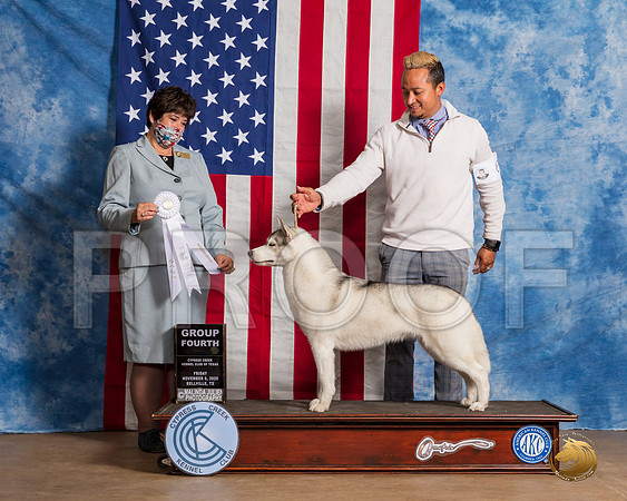 Siberian Husky #6 Fri G4 Judge Falconer__SR_2936_Bellville2020_HR3