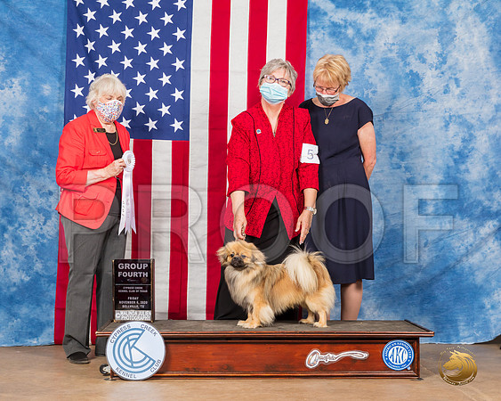 Tibetan Spaniel #5 Fri G4 Judge McKennon__SR_3011_Bellville2020_HR3