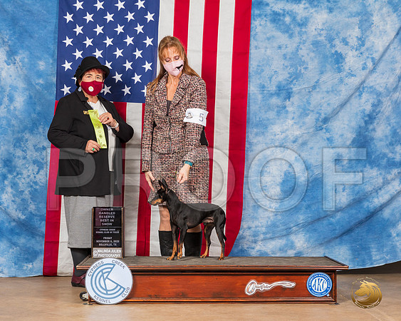 Toy Manchester Terrier #5 Fri OHRBIS Judge Dr Huber__SR_3056_Bellville2020_HR3