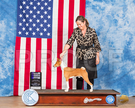 Basenji #7 Fri WD NCh Judge RC Williams__SR_2859_Bellville2020_HR3